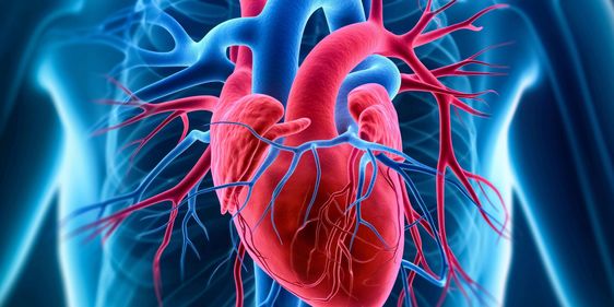 3D-Darstellung des Herzens mit sichtbaren Herzkranzgefäßen.